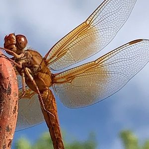 Meet your Posher, Janalee